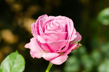 Pink roses flower blossom in spring