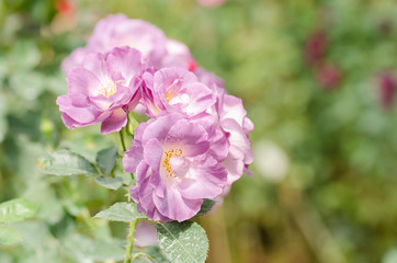 Purple roses flower blossom in spring