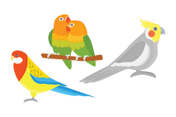 Cartoon tropical parrot wild animal bird vector illustration.