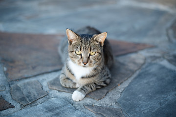Naklejka premium cat sitting on patio