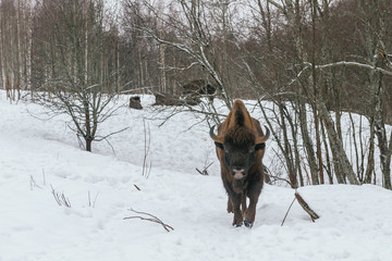 Adult European Bison in National Park © artistique7