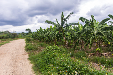 Fototapeta na wymiar Road with banana garden