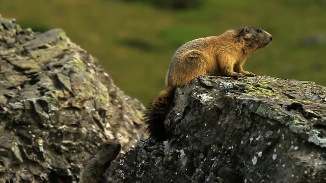 marmotte slow motion