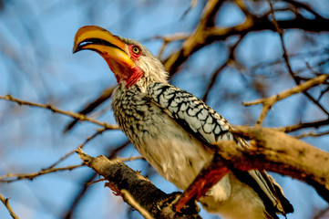 Bird peak in Africa