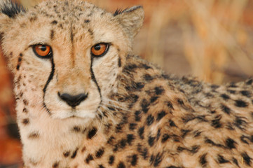 Cheetah in the desert