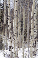 Obraz premium grove of aspen trees in the Utah Wasatch mountains 
