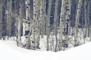 Fototapeta premium grove of aspen trees in the Utah Wasatch mountains 