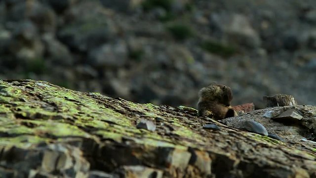 marmotte slow motion