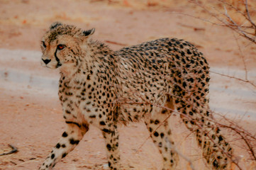 Cheetah in the desert