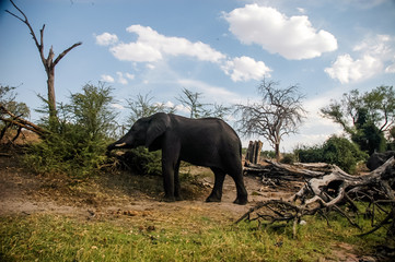 Elephant in Namibia