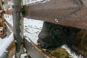 Adult European Bison in National Park Eating Grasses