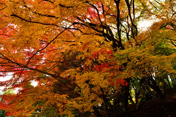 用作公園の紅葉