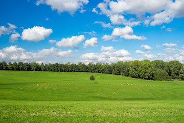 Single tree and Maze at Willen Lakeside Park in Milton Keynes, England