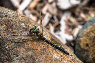 Dead Dragonfly