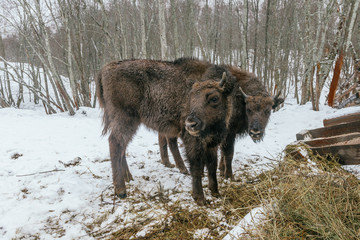 Two Small European Bisons in National Park