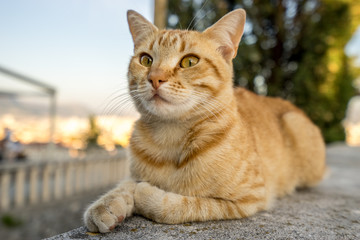 Naklejka na ściany i meble Cat relaxing on the rock at sunny day at Marjan Park in Split, Croatia. Selective focus