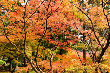 両子寺の紅葉