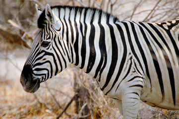 Portrait Zebra