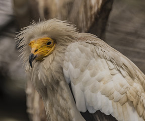 Neophron percnopterus in winter cold day