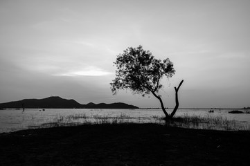 Black and white landscape of tree in water with mountain background at Bang Phra Reservoir Sriracha,Chonburi, Thailand.