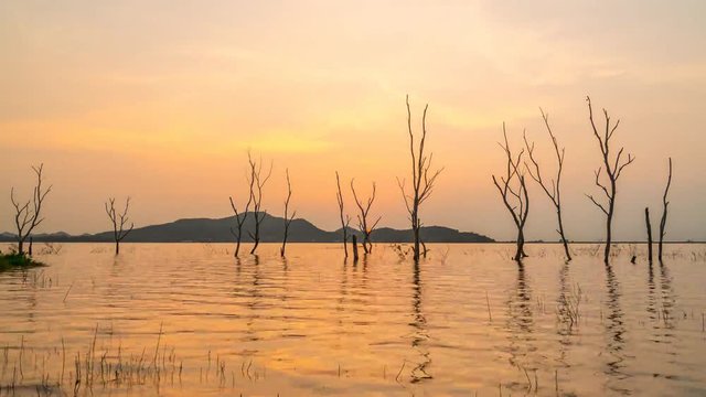 Time Lapse Silhouette of Dry tree in water at Bang Phra Reservoir in sunset, Sriracha District ,Chonburi, Thailand.