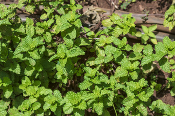Mint leaves background. Selective focus on mint leaf green plants texture as a ground cover plant types .Tropical Vegetables. Concept Image