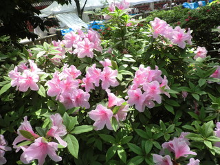 ツツジ(東京都)