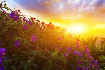 Purple princess or brazilian spider or Glory Bush flower in sunset