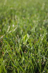 Green Grass with a Focus on the Foreground