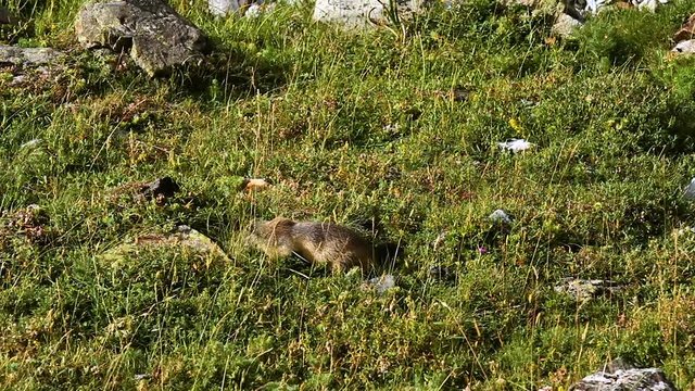 marmotte 