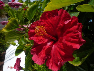 Hibiskus © Konstantin