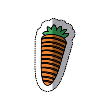 color vegetable carrot icon, vector illustraction design image