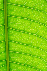 Veins on green leaf, macro shot