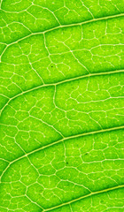 Obraz premium Veins on green leaf, macro shot