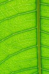 Veins on green leaf, macro shot