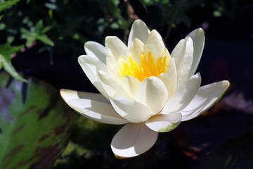 Seerose Gartenteich 1