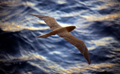 majestic booby bird