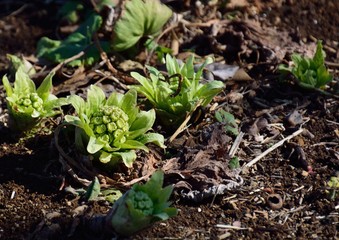 Flowers of Giant Butterbur (Fuki in japanese) in spring