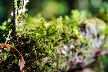 close up of mos on tree trunk, select focus