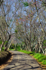road across forest with leafless tree