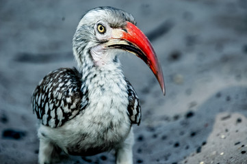 Bird peak in Africa