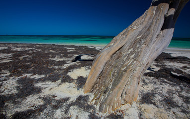 Fototapeta na wymiar dead tree by the sea