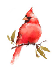 Watercolor Bird Red Cardinal Hand Painted Illustration isolated on white background - 138903604