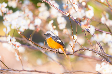 Daurian redstart bird and Japanease White Plum Flowers,in Showa Kinen Park,Tokyo,Japan