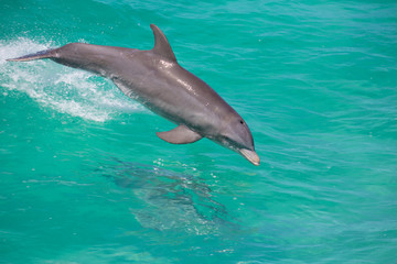 dolphin in the clear blue