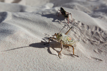 beach walking grasshoppers