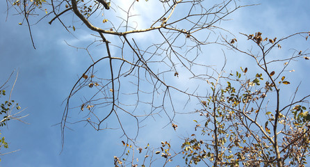 Deciduous tree on blue sky background