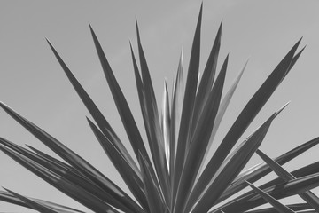 Fototapeta premium Imponentes Espinas de Izote