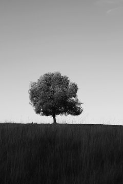 Tree in Field Black and White