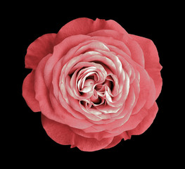 Pink rose flower. black isolated background with clipping path. Nature. Closeup no shadows. Nature.